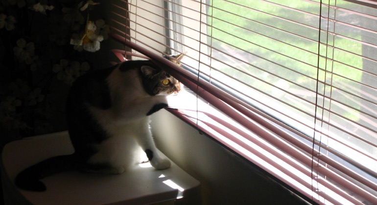 Cat looking through metal blinds in Philadelphia.